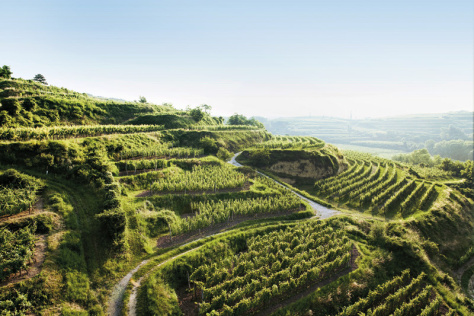 jurtschitsch_weingut