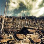 Terrassenmosel ©Weingut Knebel