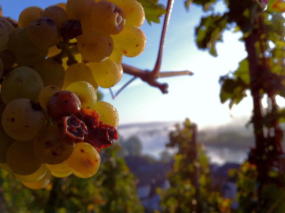 ©Weingut Meierer