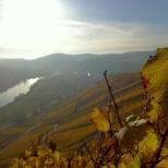 ©Weingut Meierer