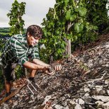 Matthias Meierer w winnicy ©Weingut Meierer