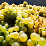 riesling grape
